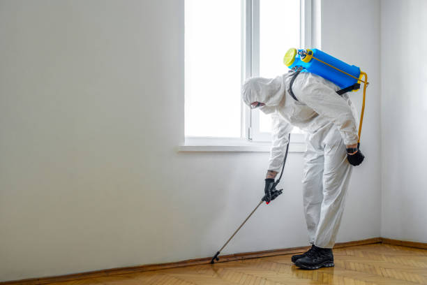 Best Wasp Removal Services  in Northampton, MA