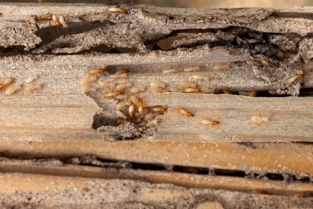 Best Pest Inspection Near Me  in Northampton, MA