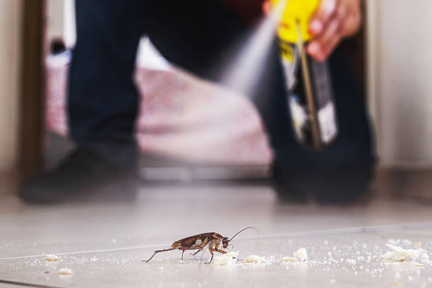 Best Pest Removal Services  in Northampton, MA